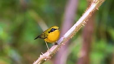 春天小鸟动物植物黄色视频的预览图